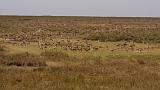 TANZANIA - Serengeti National Park - 035